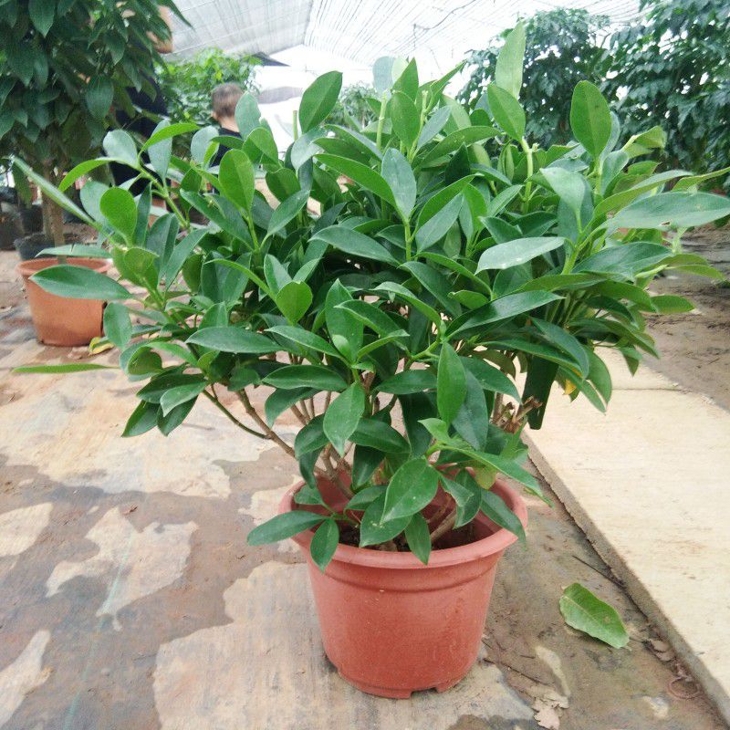非洲茉莉 灰莉袋苗四季常绿植物