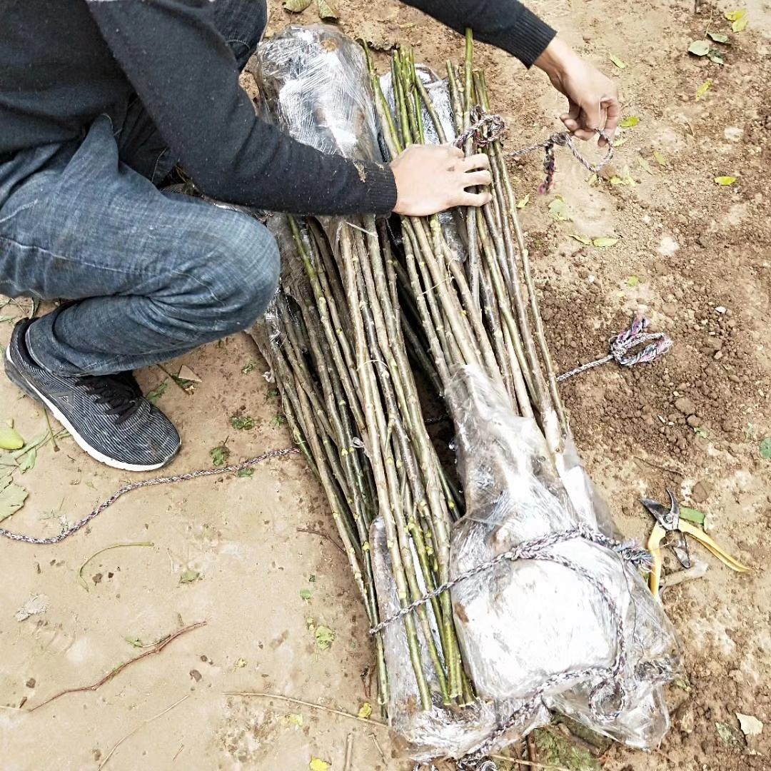 美国山核桃嫁接苗 嫁接碧根果树苗包技术