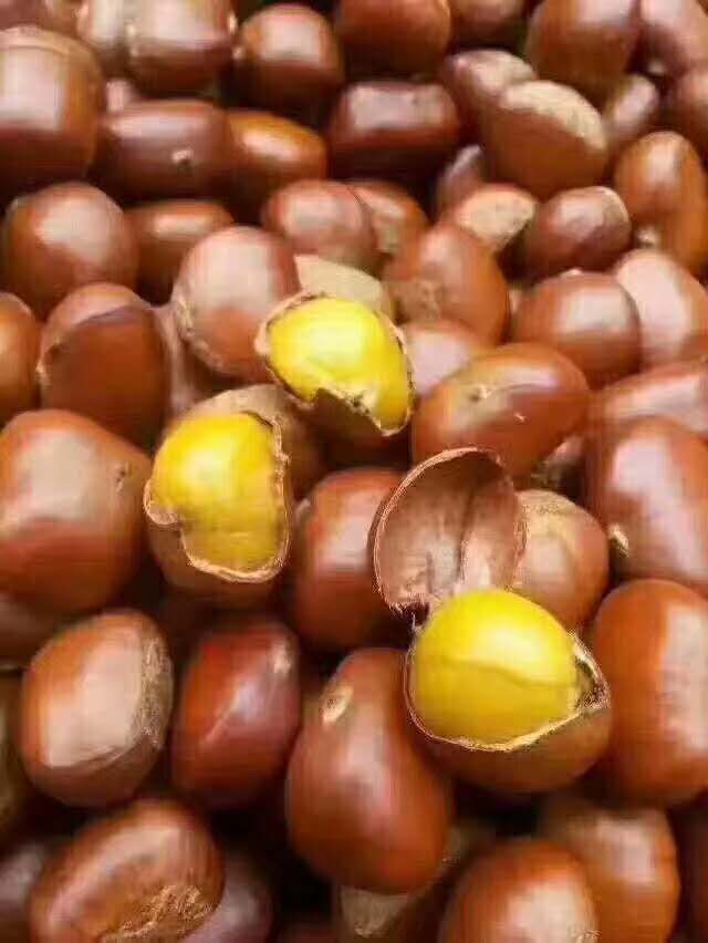 迁西板栗 特级 小粒