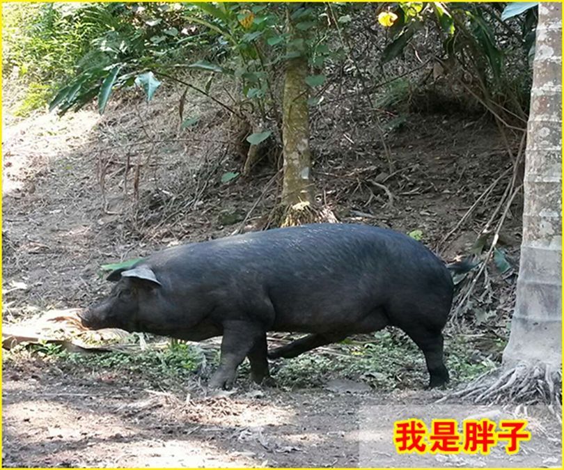 山林黑猪 200-300斤