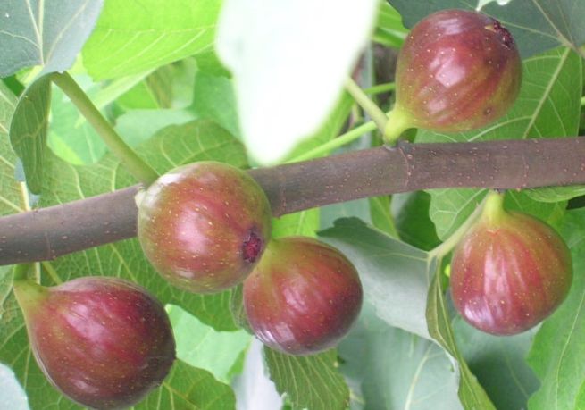日本紫果无花果苗 无花果