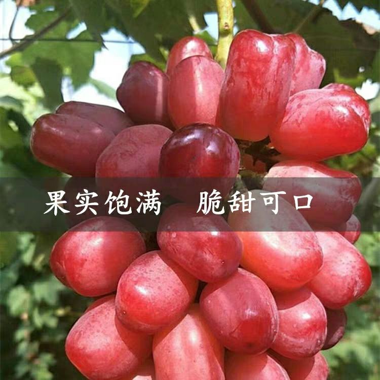 浪漫红颜葡萄苗