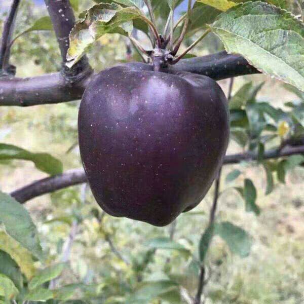 黑钻苹果树苗 1~1.5米