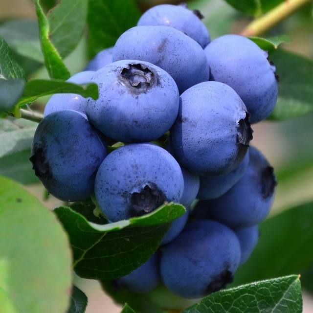 蓝莓苗 品种齐全 南方北方均可种植