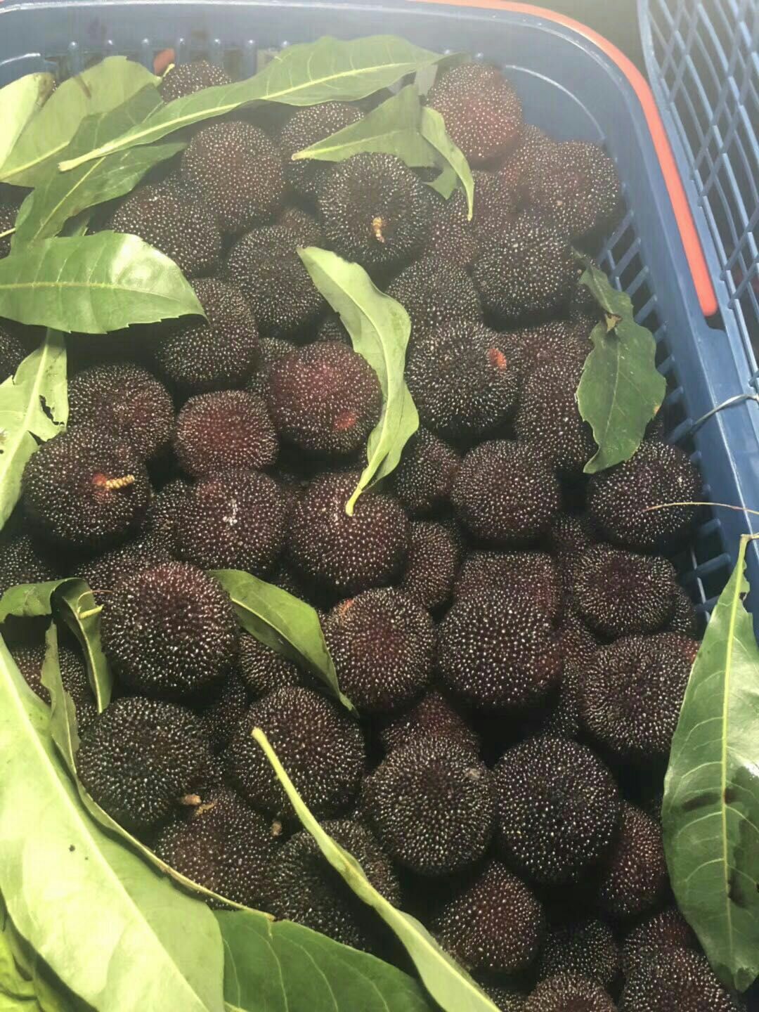 大黑炭杨梅树苗