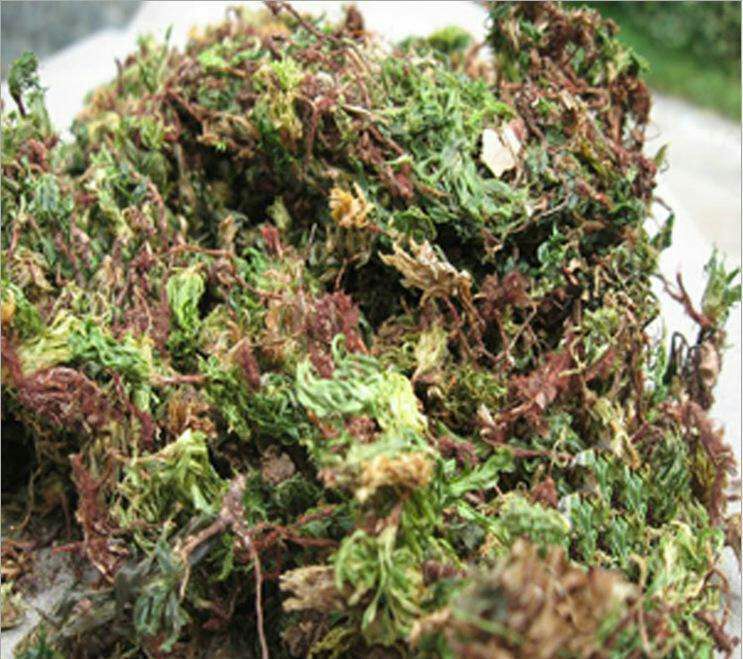 回心草 干