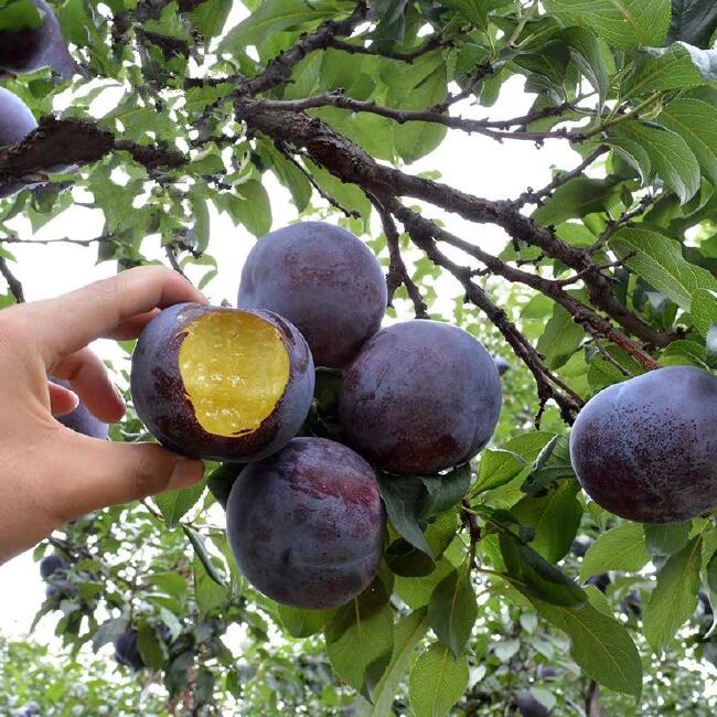 【黑布林苗批发】黑布林苗 价格5.8元\/株 5株起批