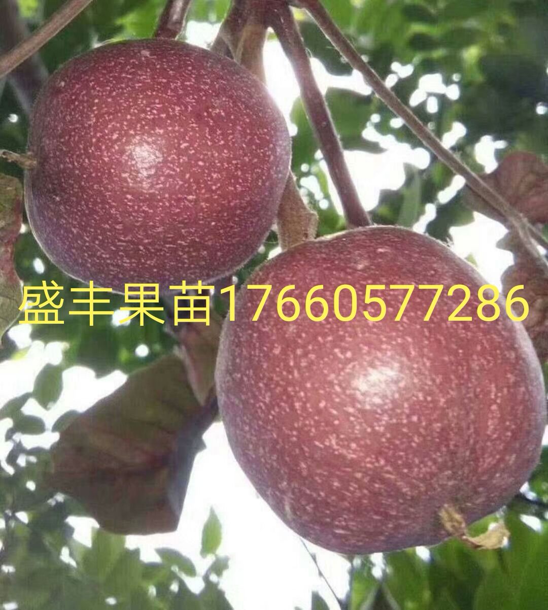 美国加州彩色红核桃苗