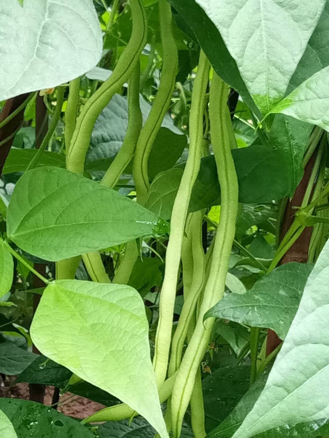 无丝豆角