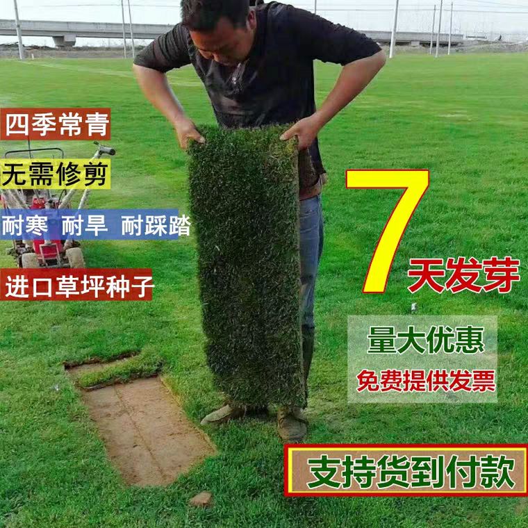 马尼拉草皮 草坪种子 四季常青黑