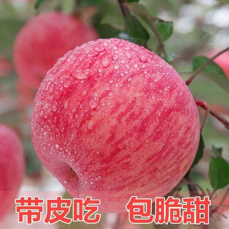 山西红富士苹果,果子净重9斤左右,单果重150克到250克,自种自销