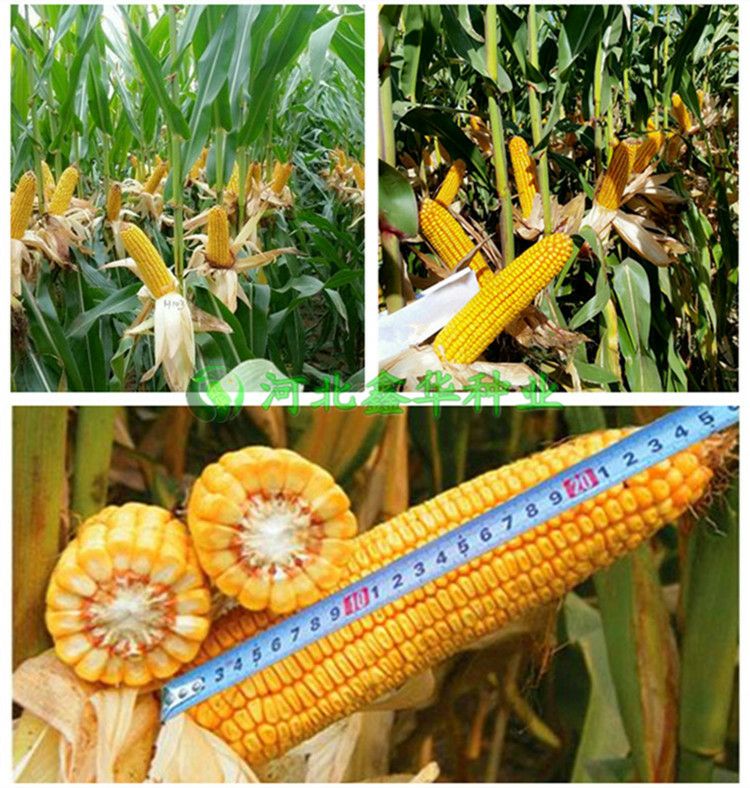 高产玉米种汉单777 双交种 ≥90% 约2.8斤\/袋