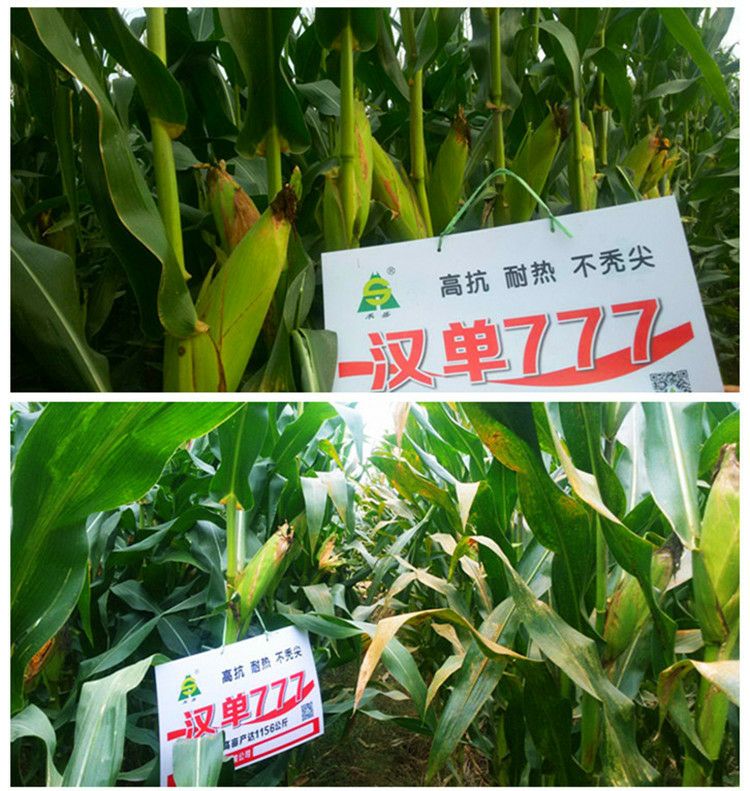 高产玉米种汉单777 双交种 ≥90% 约2.8斤\/袋