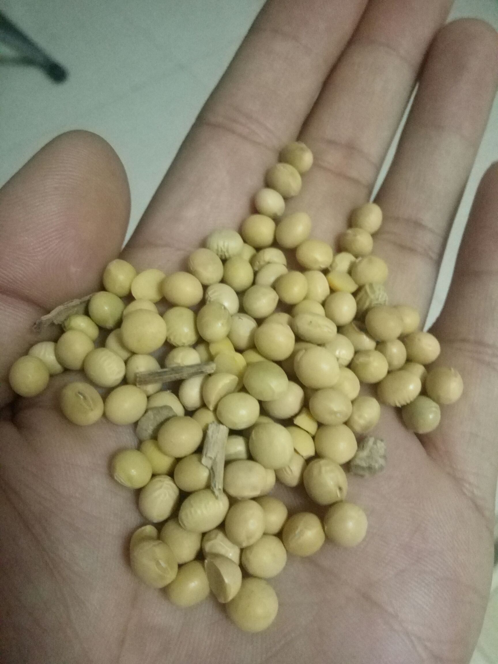 黑河45 生大豆 3等品