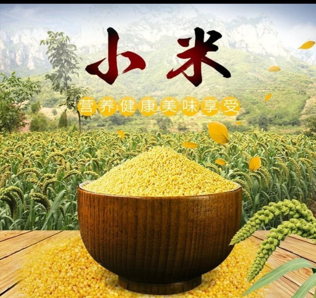河北邯郸市曲周县黄小米最新产地行情趋势|产