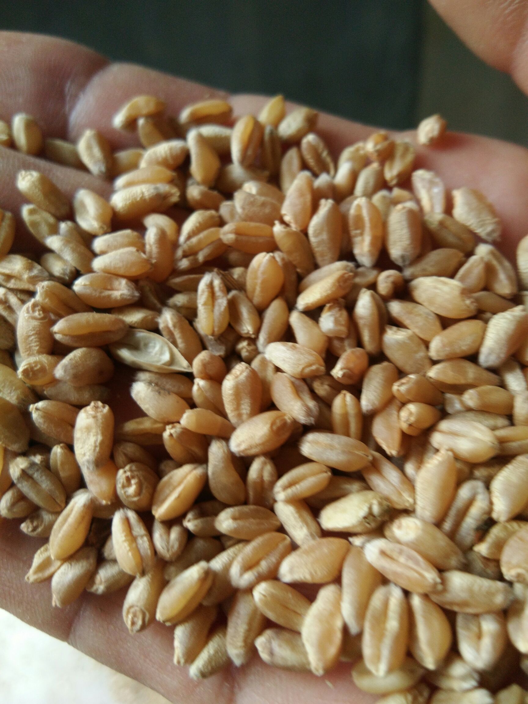 新麦26