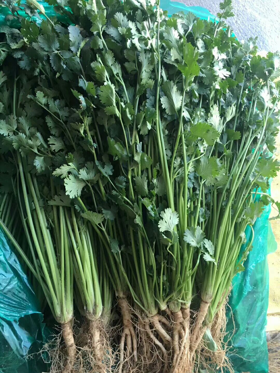 小叶香菜 25~30cm