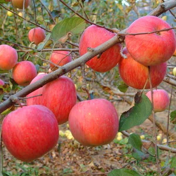 中秋王苹果树苗 1~1.5米