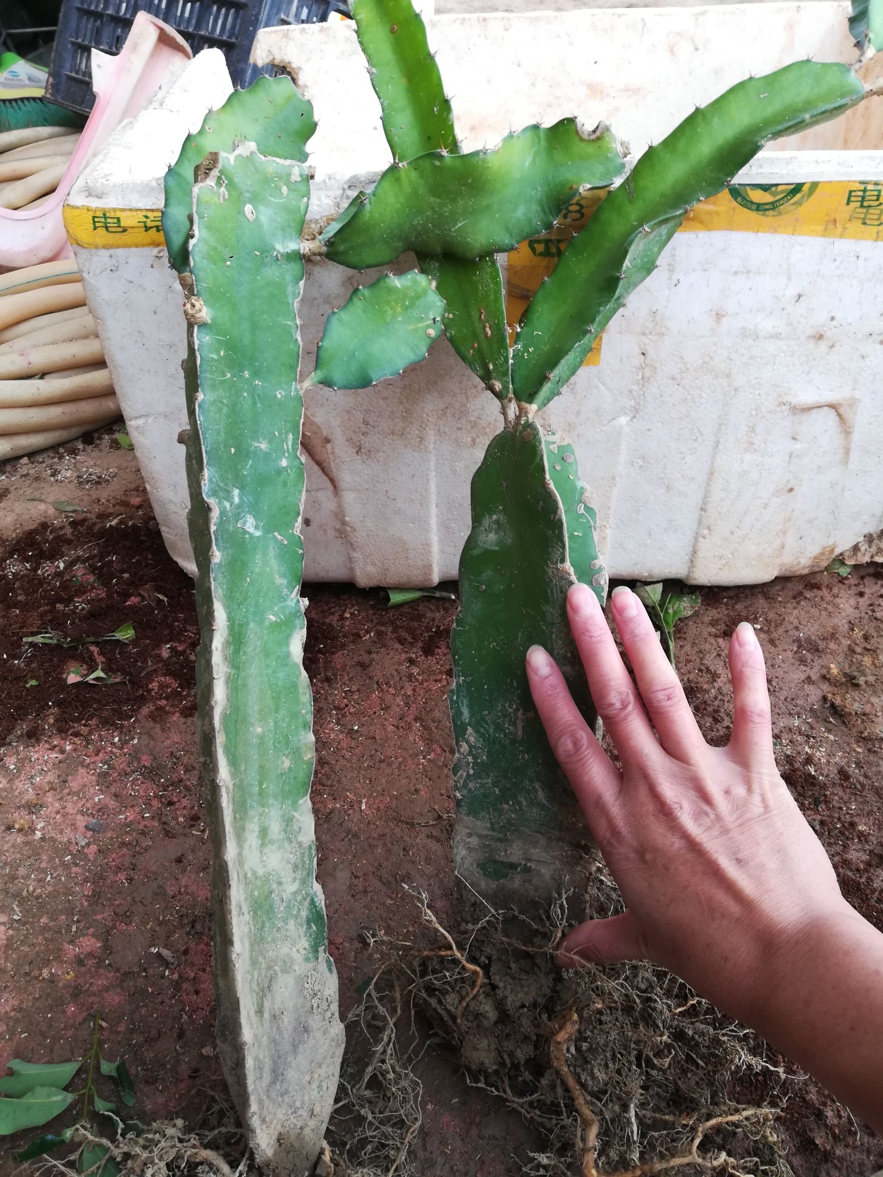 黄皮火龙果苗 红皮红心 红皮红心耐寒品种南北方适合种植