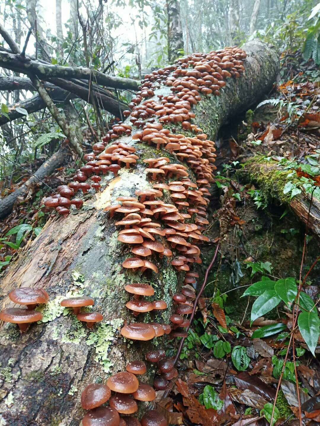 大苗山森林里面木头长出来的野生香菇    