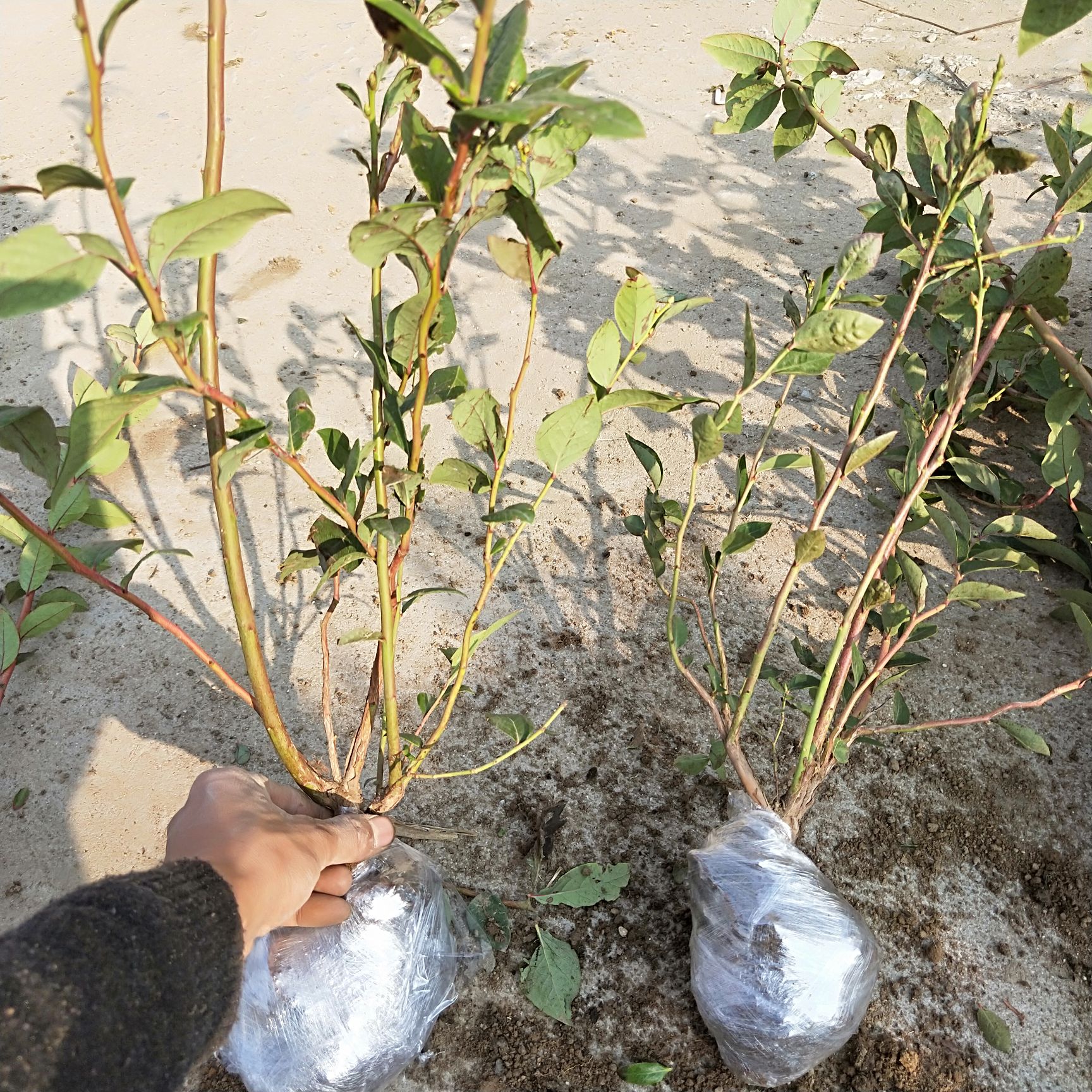 蓝宝石蓝莓苗 基地直销包品种包成活包挂果