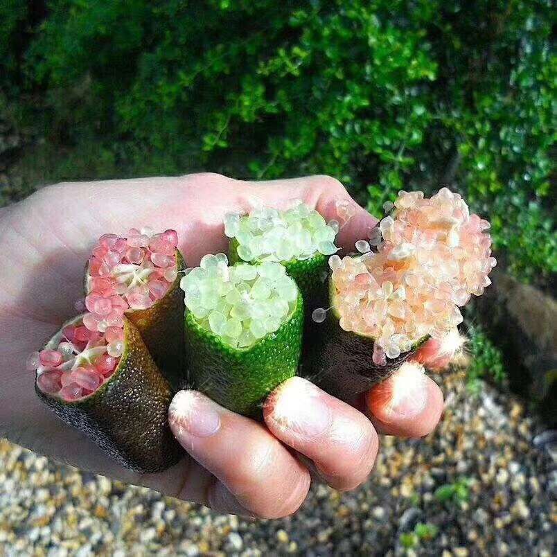 手指柠檬嫁接苗