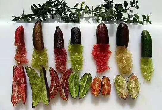 手指柠檬嫁接苗