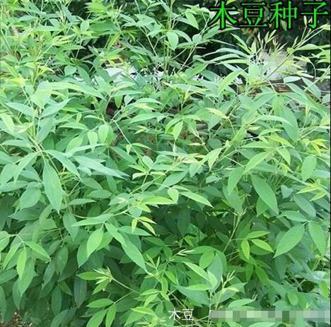 【木豆叶批发】木豆叶 价格20元\/斤 1斤起批