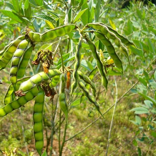 【木豆叶批发】木豆叶 价格20元\/斤 1斤起批