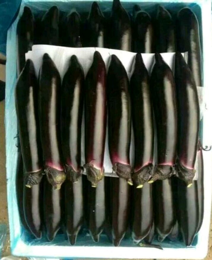 大龙茄子 30~40cm 长茄