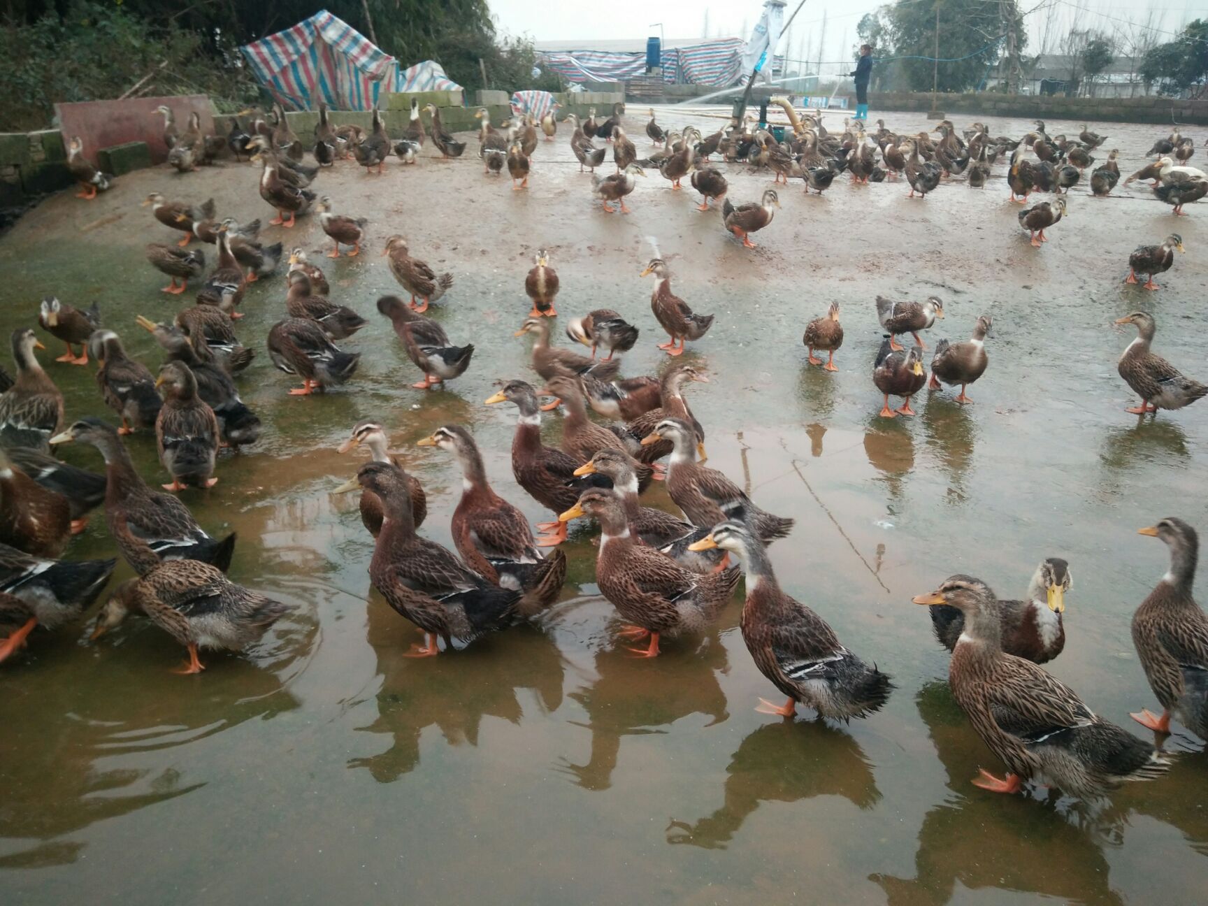 麻鸭四点花 5-6斤 统货 半圈养半散养