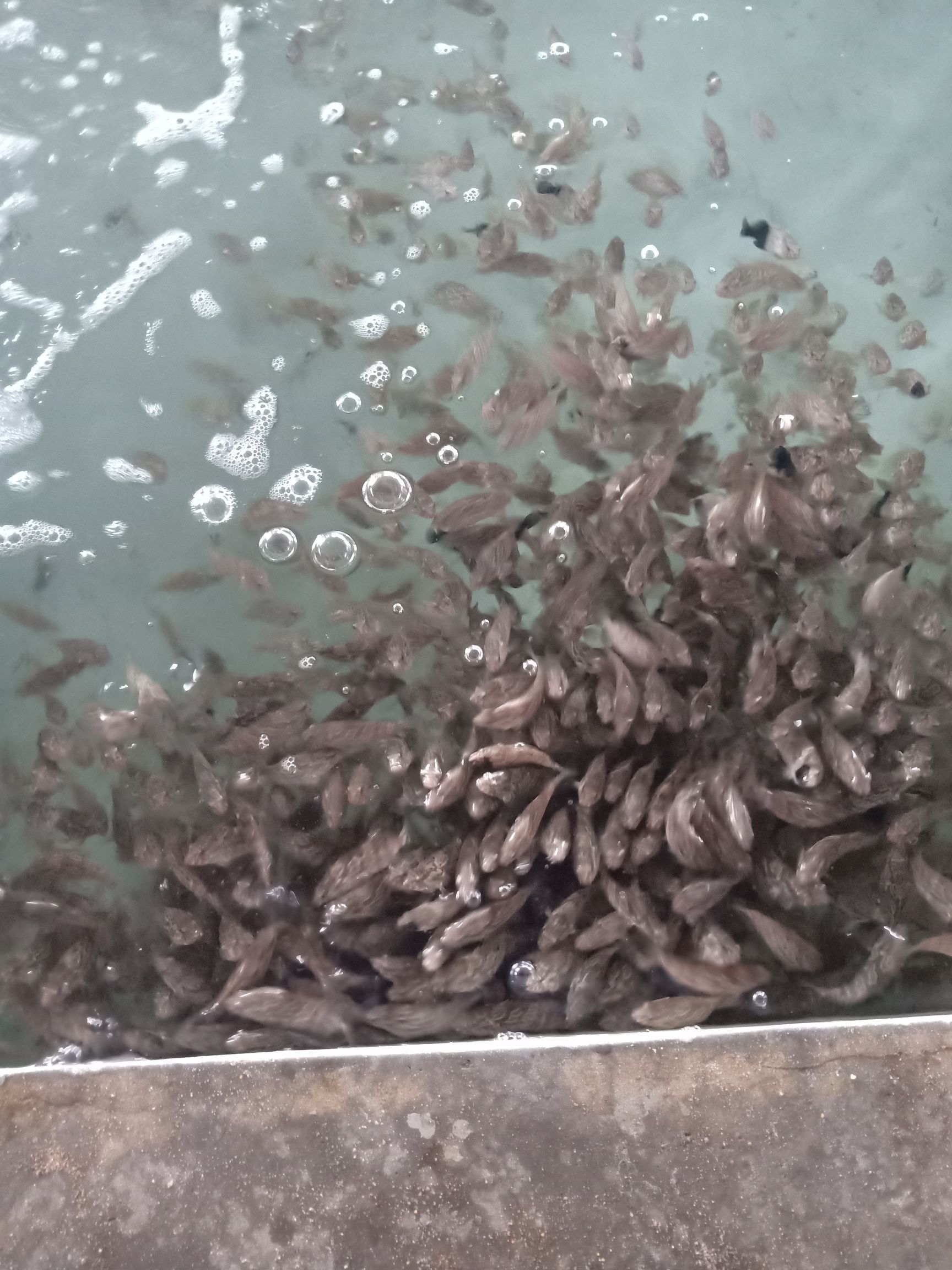 珍珠龙胆石斑鱼 人工养殖 0.5公斤以下