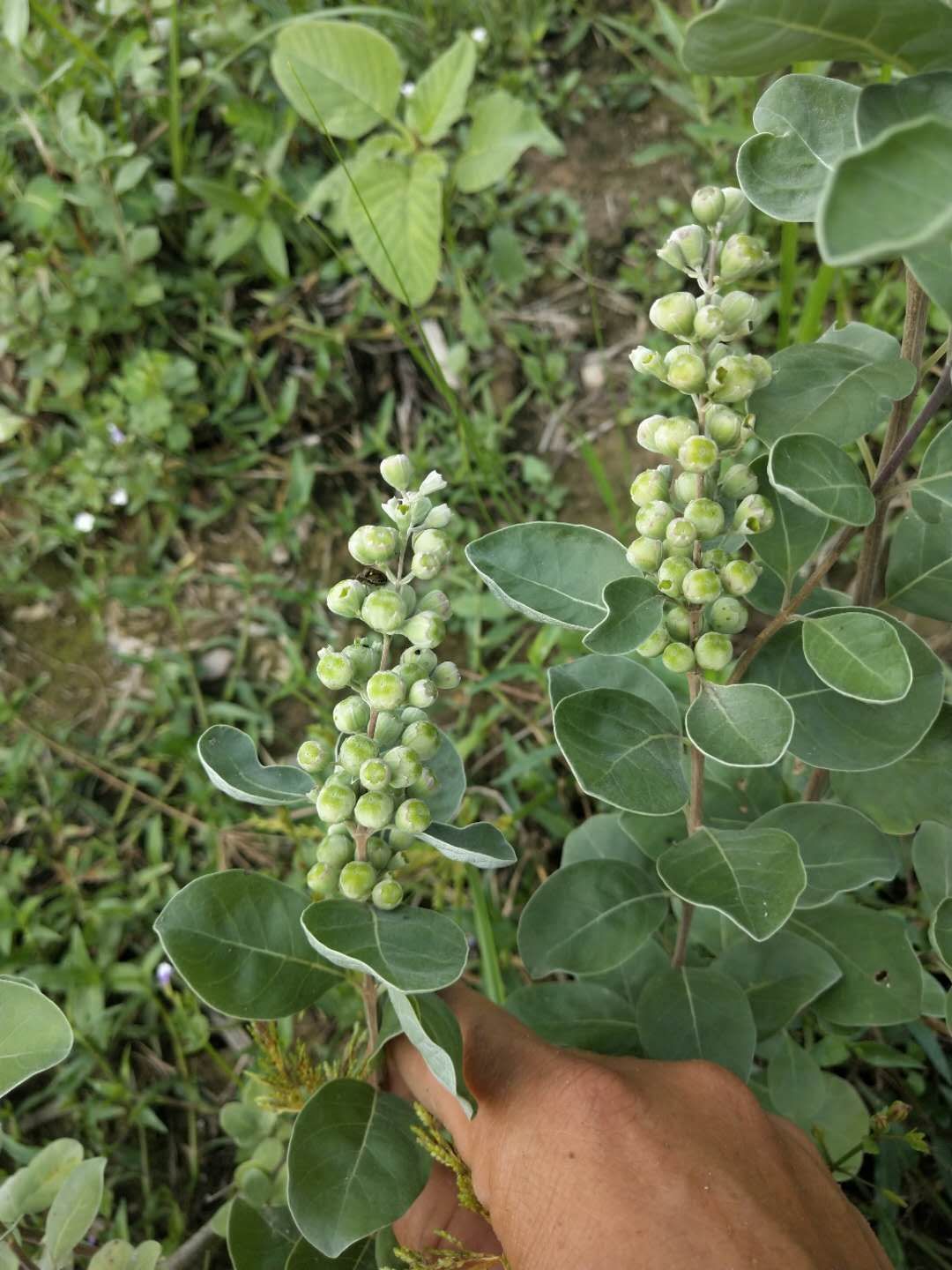 蔓荆子苗 大苗(单叶正品)