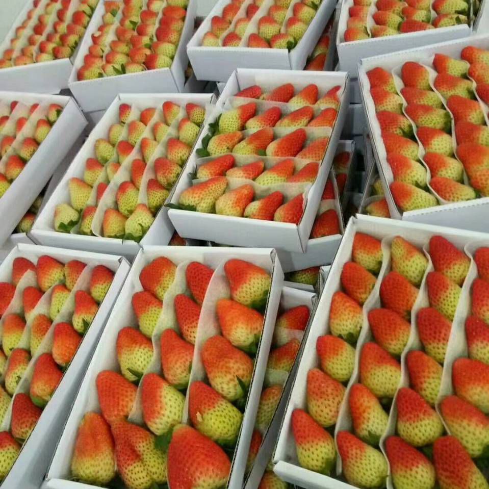 上海草莓最新行情趋势|价格数据