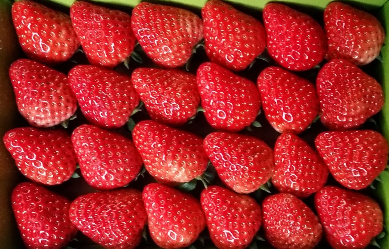 上海草莓最新行情趋势|价格数据