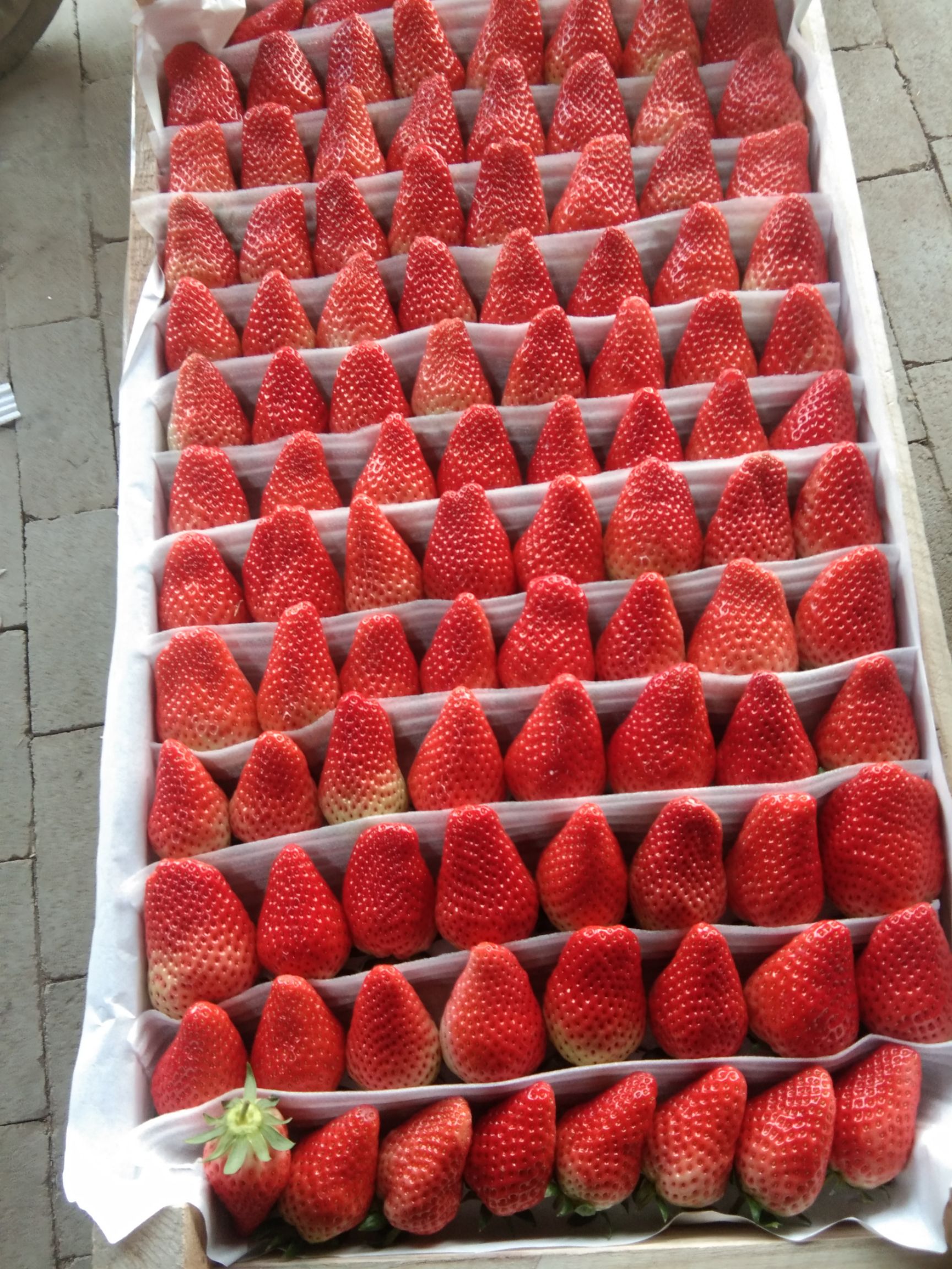 上海草莓最新行情趋势|价格数据