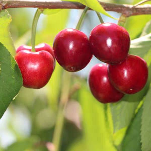 砂蜜豆樱桃苗