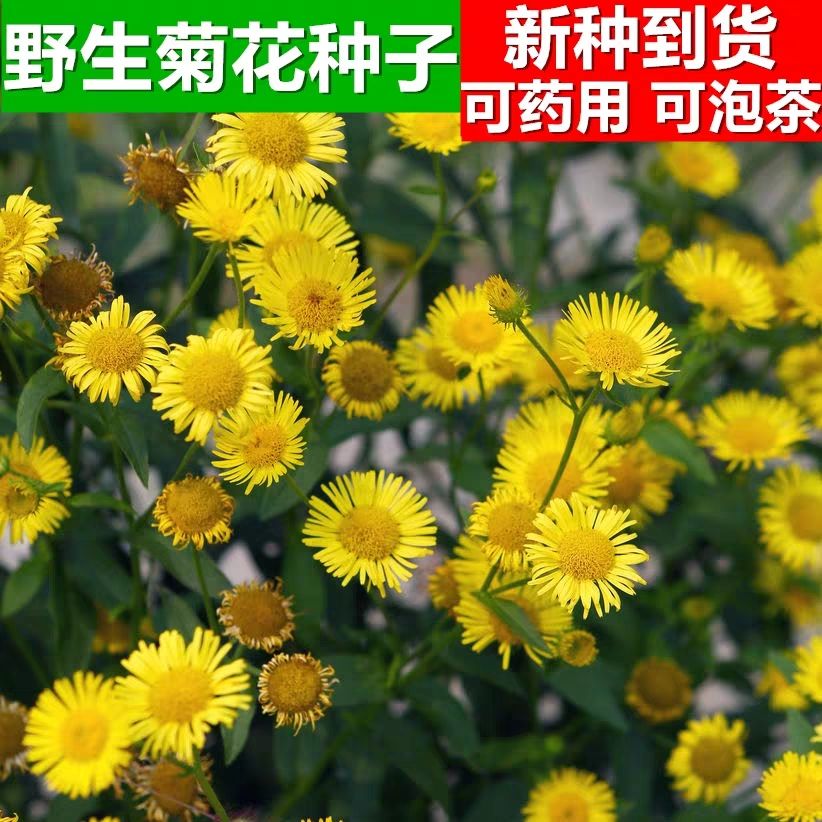 干野菊花 四季野菊花种子可药用