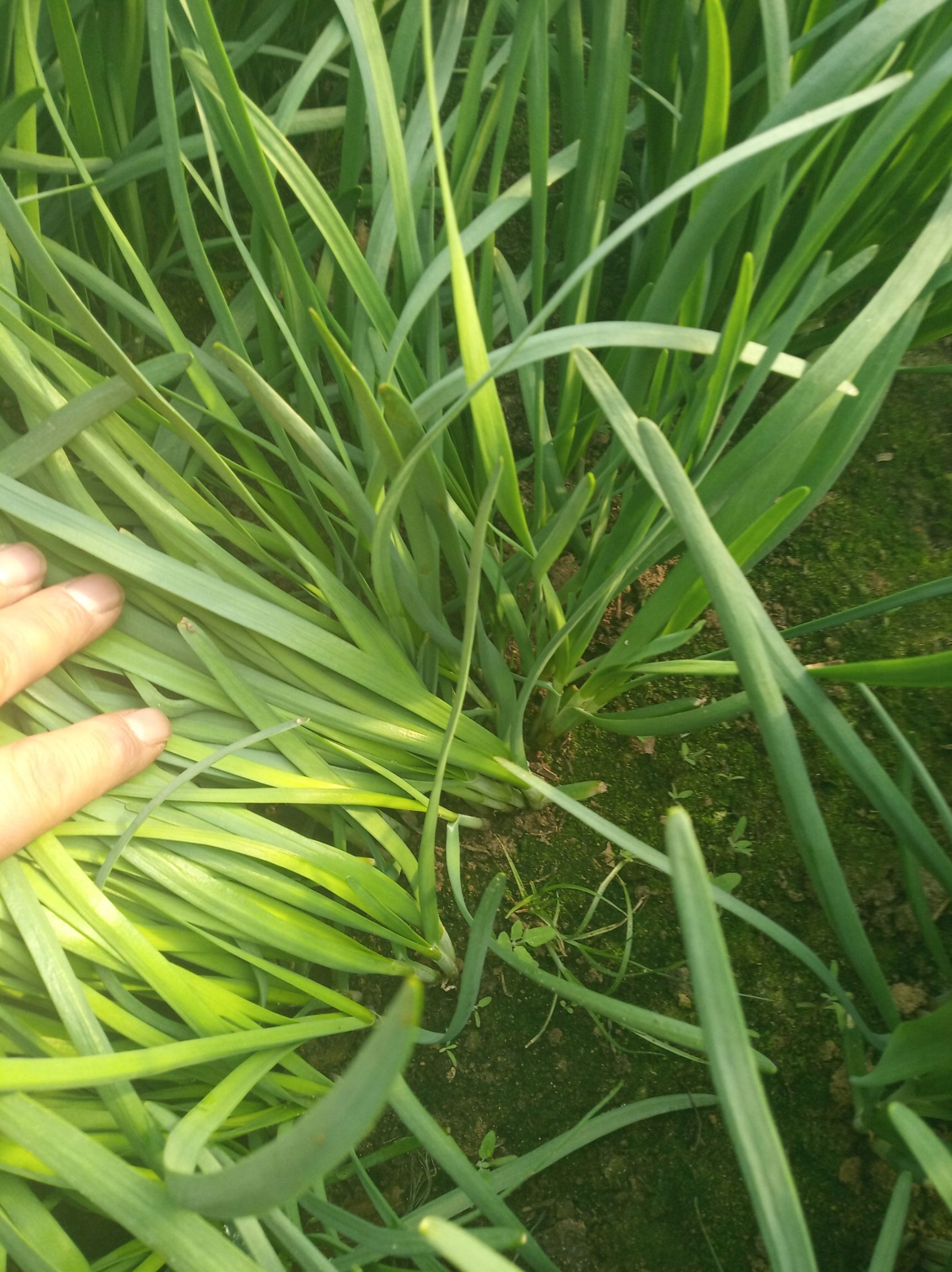 铁杆黑韭菜 头茬 20~30cm