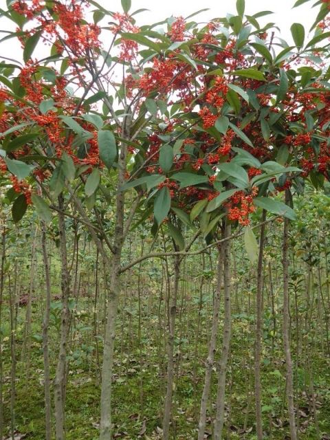 状元红桂花树 低价供应,量大包邮