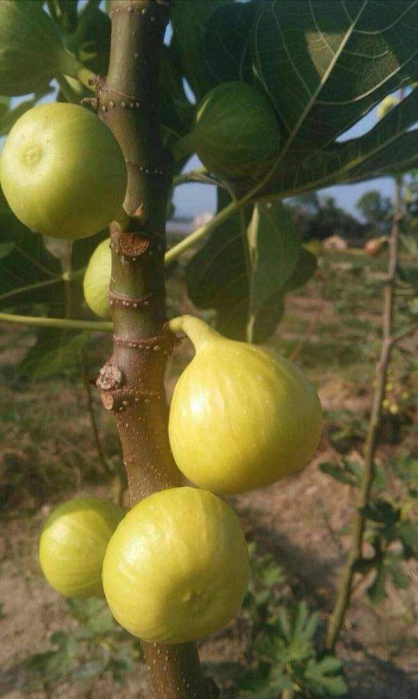 金傲芬无花果苗