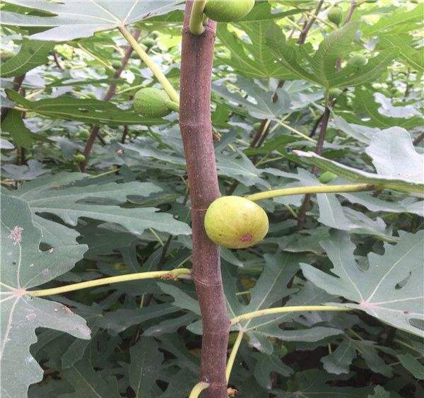 金傲芬无花果苗