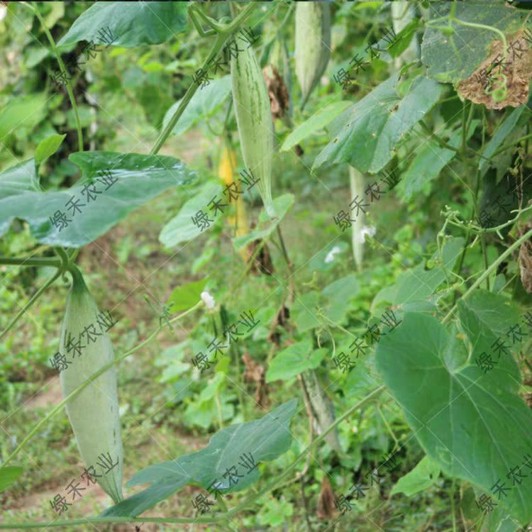 变色瓜种子 老鼠瓜种子 约50.0粒/袋