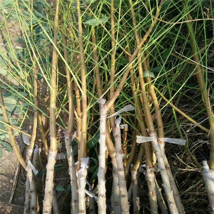 嫁接桃树苗 死苗补发成活率95%以上