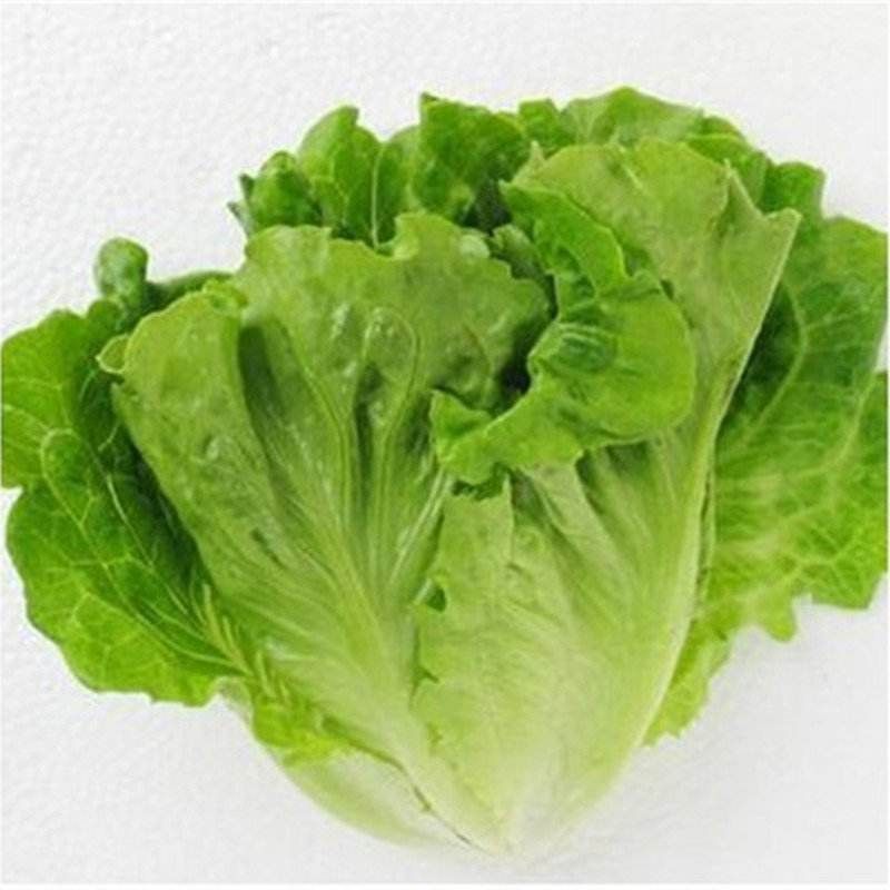 生菜种子 ≥90%