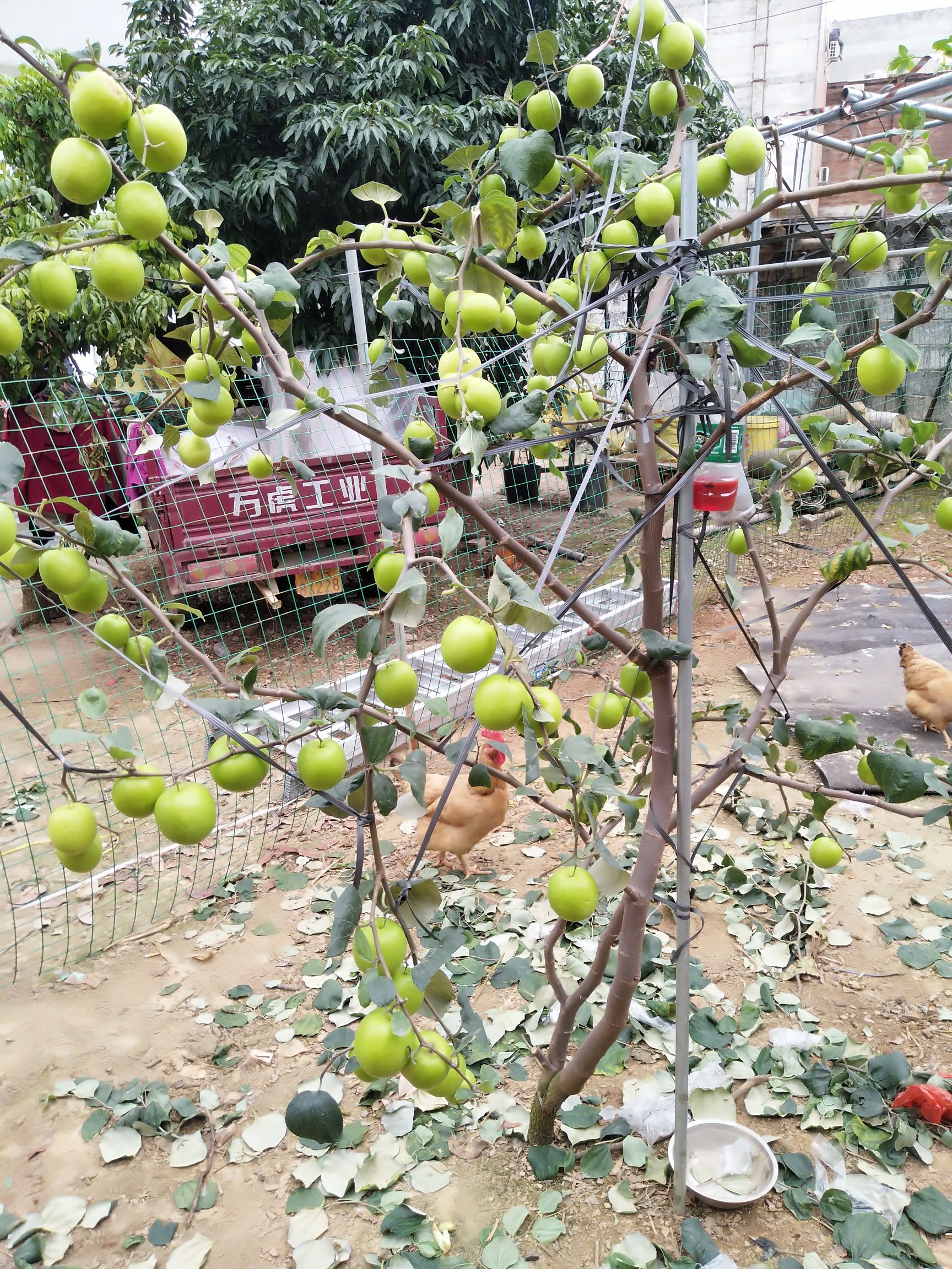 台湾大青枣苗