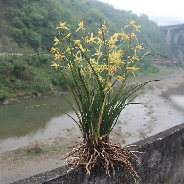 中国龙兰花 不含盆