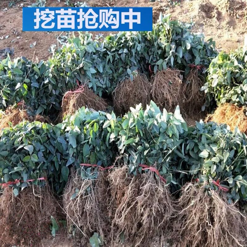 八月瓜苗