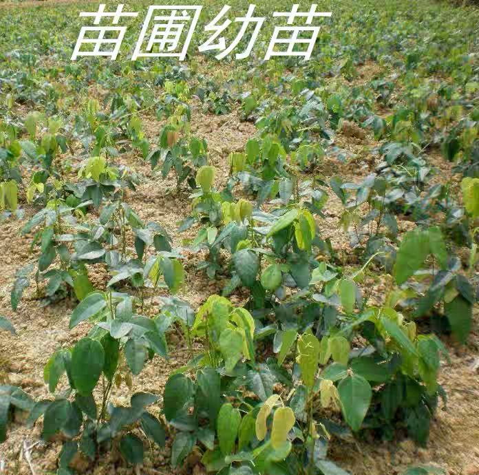 八月瓜苗