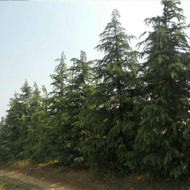 09年雪松种子价格